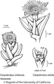 Image result for Carpobrotus