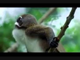 Bbc S Walk On The Wild Side Voice Over Of What Animals Are Actually Thinking Funny Videos For Kids Make Em Laugh Talking Animals