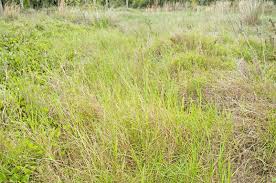 Image result for Momordica repens