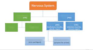 Some pretty great results could be achieved with everyone working at once. edtechroundup.org Biopsychology Nervous System Chart Diagram Quizlet