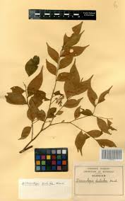 Image result for Dicranolepis