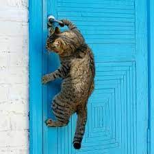 How To Stop A Cat From Scratching Bedroom Door At Night