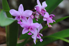 Ground Orchid Light Purple Commonly Grown Ground Orchid Found In Sri Lanka Loves The Shade Ground Orchids Orchids Flowers