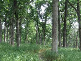 Check spelling or type a new query. Deer Grove Forest Preserve