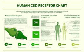 Human Cbd Receptor Chart Horizontal Infographic Stock