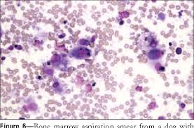 Some dogs with t cell disease achieve durable remissions, and some patients with b cell disease do not. Key Facts Interpretation Of Canine Bone Marrow Semantic Scholar