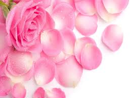 Looking for the best wallpapers? 9 Rose Flower Hd Wallpapers Beautiful Pink Flowers Free Desktop Desktop Background