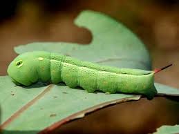 Black And Yellow Striped Caterpillar Georgia Figure 1 Hippotion Celerio Larva Feeding On A Taro Leaf Note The Ragged Margin To The Leaf And The Variation I Caterpillar Hornworm Dinosaur Stuffed Animal