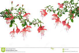 Fuchsia Flowers Over White Background Fuchsia Flowers White Background Images White Background