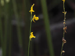 Image result for Utricularia scandens