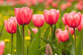 In fact, we love tulips so much that even our logo has a purple tulip in it! If You Want Tulips To Return Here Are Some Tips Chicago Tribune