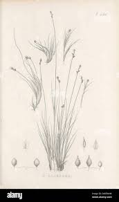 Image result for Commiphora mombassensis