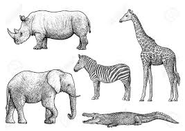 Check spelling or type a new query. African Animals Illustration Drawing Engraving Ink Line Art Vector Royalty Free Cliparts Vectors And Stock Illustration Image 73172518