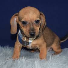 Dachshund puppies for sale in pa cheap. Chiweenie Puppies For Sale In Pa Chiweenie Puppy Adoptions