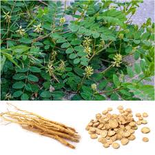 Image result for Astragalus