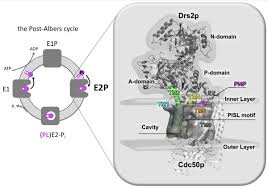 Kresten Lindorff Larsen On Twitter Excited To Share Our Most Recent Work Led By Yongwangku Where We Used Simulations To Study Lipid Transport And Selectivity In P4 Atpase Flippases We Combine All Atom And Coarse Grained