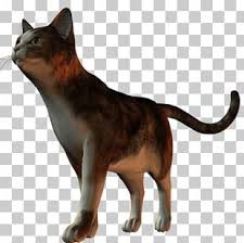 Kedi Png Images Kedi Clipart Free Download
