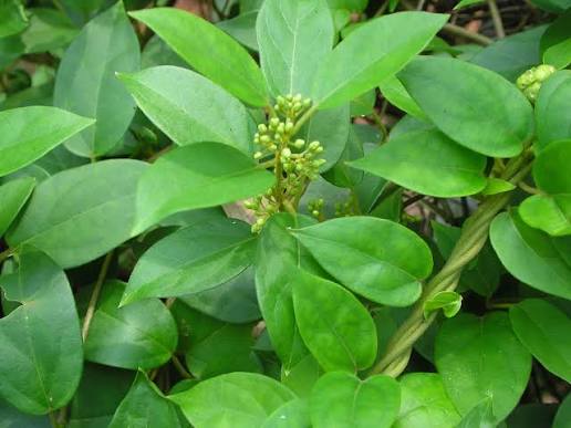 Datei:Gymnema sylvestre R.Br - Flickr - lalithamba.jpg – Wikipedia