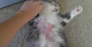 Diduga kucing ini merupakan jenis kucing hasil rekayasa genetika yang dihasilkan dari perkawinan ras kucing tanpa bulu dengan kucing ras devon. Penyebab Dan Cara Mengatasi Bulu Kucing Rontok Ampuh