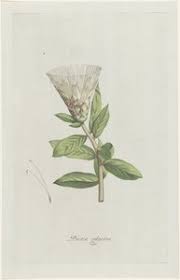 Image result for Protea gaguedi