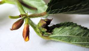 Image result for Corchorus kirkii