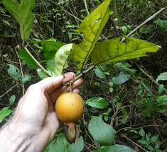 Image result for Sherbournia bignoniiflora