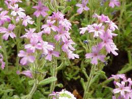 Image result for Orobanchaceae