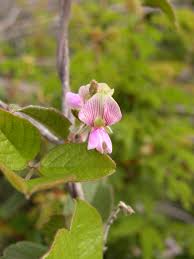 Image result for Galactia