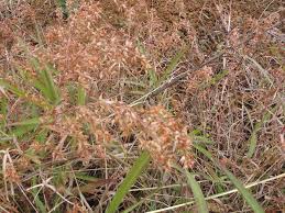 Image result for Hyparrhenia cymbaria