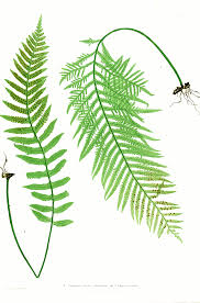 Image result for Polypodiaceae