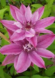 Clematis Harmony Friedrich M Westphal Clematis Cultures Clematis Pflanzen Clematis Blumen Anbauen
