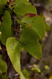 Image result for Colophospermum