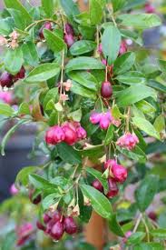 Image result for Eugenia