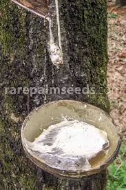 Image result for Hevea brasiliensis