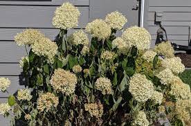 They should be planted in a moisture retentive soil that is well drained. Watering Hydrangeas Plant Addicts