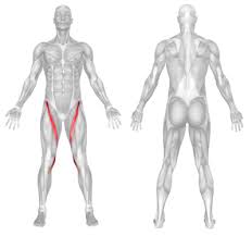 Anatomically, it is part of the lower limb. Best Legs Thighs Workout For Men Top Fitness Home