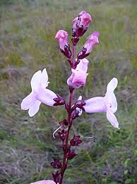 Image result for Gerardiina angolensis