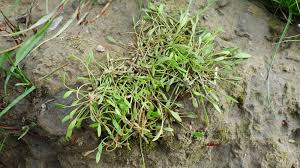 Image result for Limosella