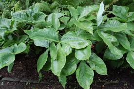Arisaema ringens is a perennial growing to 0.3 m (1ft) by 0.3 m (1ft in). Arisaema Ringens Landscape Architect S Pages