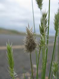 Image result for Enneapogon scoparius