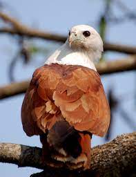 Suara burung elang terbaru gratis dan mudah dinikmati. Helang Merah Wikipedia Bahasa Melayu Ensiklopedia Bebas