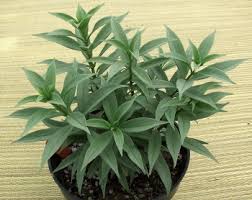 Image result for Allamanda schottii