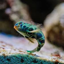 Birch Aquarium At Scripps Institution Of Oceanography La Jolla Ca Pin On Things To See