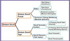 Permainan dan menuliskan hasilnya pada. Buatlah Skema Proses Pendengaran Pada Manusi Brainly Co Id