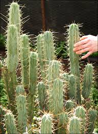 Now you're sitting there with a cactus cutting you would therefore not want to take more than 714 gms (fresh), or about 1 1/2 lbs. Trichocereus Bridgesii Cuttings