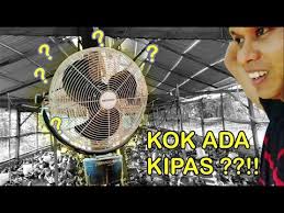 Di sini saya pasang exhaust fan di dinding partisi grc, jadi ga. Fungsi Kipas Angin Di Kandang Ayam Youtube