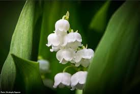 Maybe you would like to learn more about one of these? Muguet Plantation Entretien Promesse De Fleurs