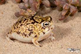 Breviceps macrops - Desert Rain Frog