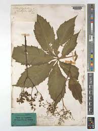 Image result for Cyphostemma chloroleucum