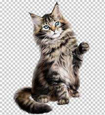 Scrg is a nationwide siberian rescue organization. Asian Semi Longhair Siberian Cat Maine Coon Norwegian Forest Cat Kitten Png Clipart Animal Animal Rescue